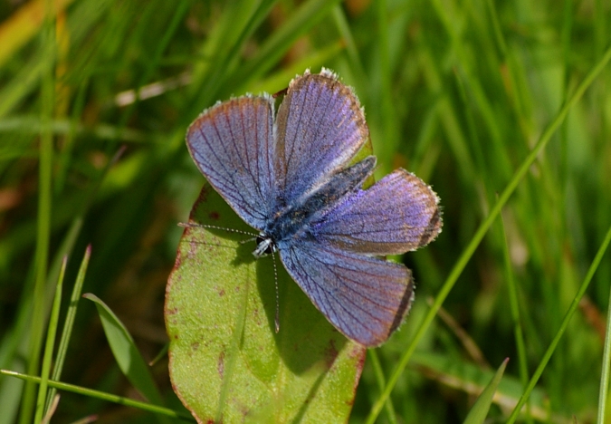 Violetter Waldbläuling